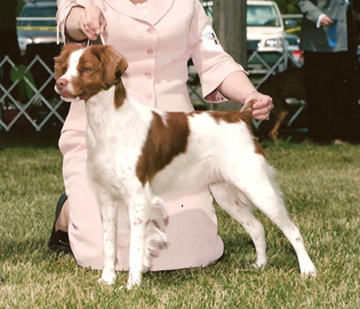 Ch Cimmaron's Gypsy Rose Lee