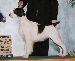 Liver Brittany