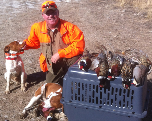 Brittany Hunting Photo | Cimmaron's Red Husker | Colorado