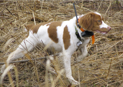 Ch Marsport Cavalier Kassey SH