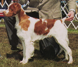 UAGII Cimmaron Miss Molly GoLightly CDX RE OAP OAJP NAC NJC NCC TN-N