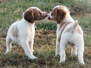 Kissing Brittany Puppies