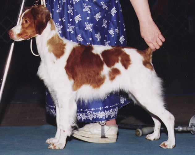Ch Cimmaron's Absolut Lee Ashly CDX
