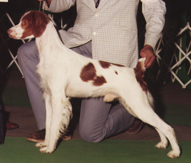 Ch Cimmaron's Josh of Whitmar CDX - OFA
