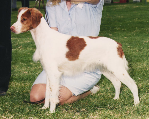 Ch Cimmaron's Lady Shilo