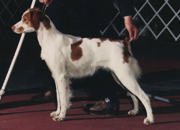 Ch. Cimmaron's Montana Moonshine
