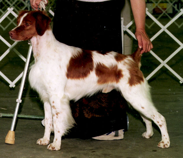 Ch Cimmaron's Rebel Yell - OFA