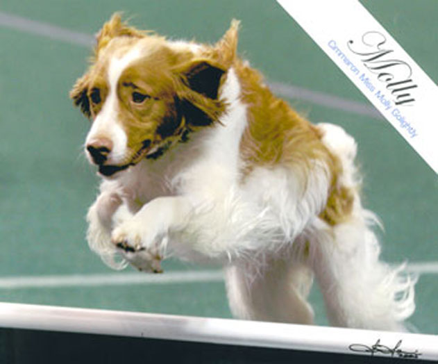 UAGII Cimmaron Miss Molly GoLightly CDX RE OAP OAJP NAC NJC NCC TN-N