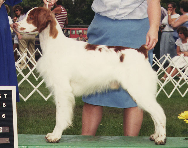 Ch. Cimmaron's Starlight Phoenix CDX