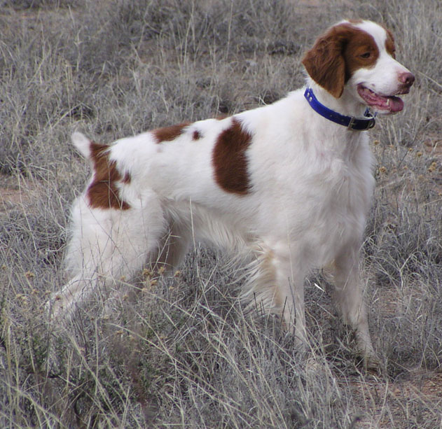 Ch. Sunquest Cimmaron Dixie Dawn - OFA